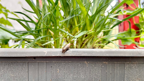 A slug crawls along the grey, plastic flower pot of a grass plant