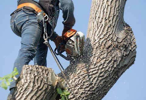 Tree removal 2