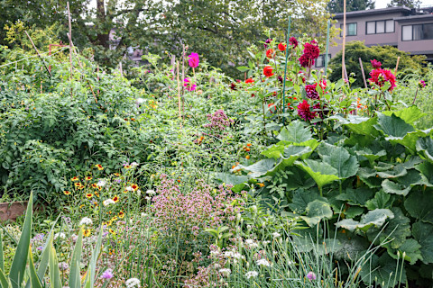 A lush garden with vibrant red and pink flowers, green leafy plants, and scattered yellow blooms. A residential building is visible in the background.