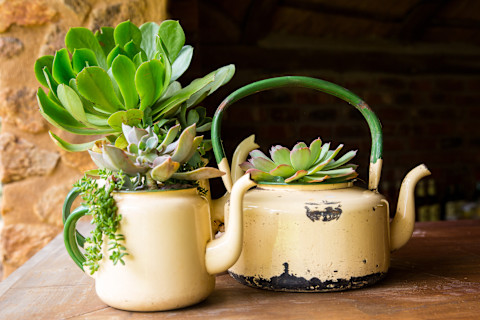 kettle-planters