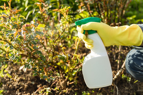 Spraying fertiliser on plants
