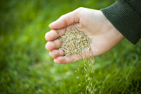 Sewing grass seeds