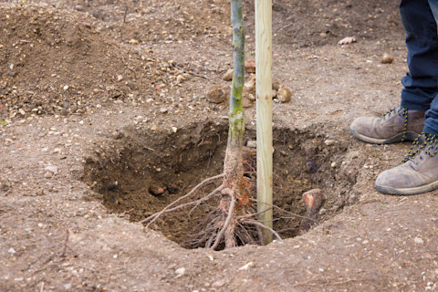 This image shows someone staking and planting a bare root tree in a hole.
