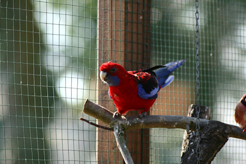 crimson-rosella