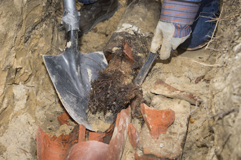 Roots in drain pipes 3