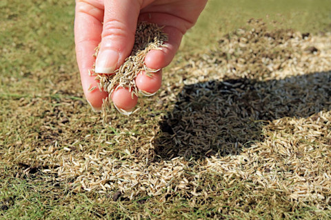 Fixing patchy grass 4
