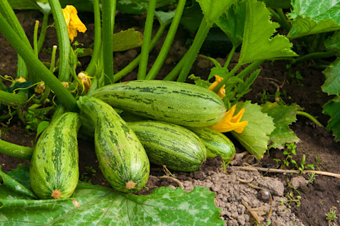 Gardening in June 4