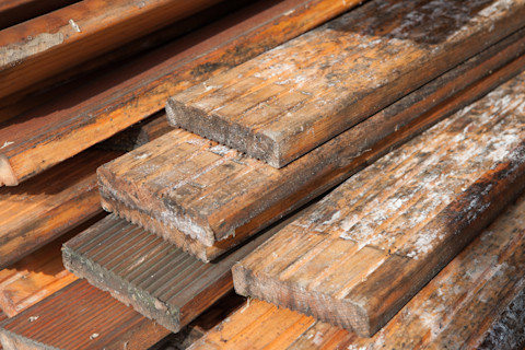 Mould on wood 2