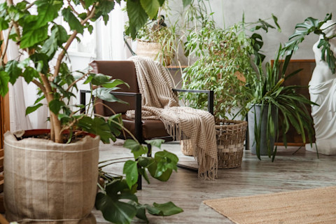 Easy house care plants 2