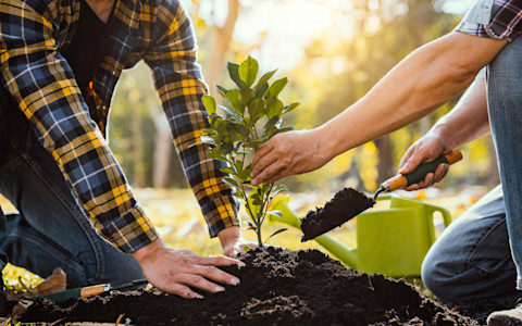Two gardeners plant a tree sapling, with one holding the root steady while the other uses a trowel to scoop compost over the root.