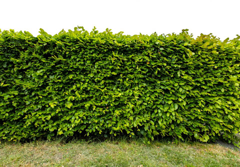 hedge removal 1 (1)