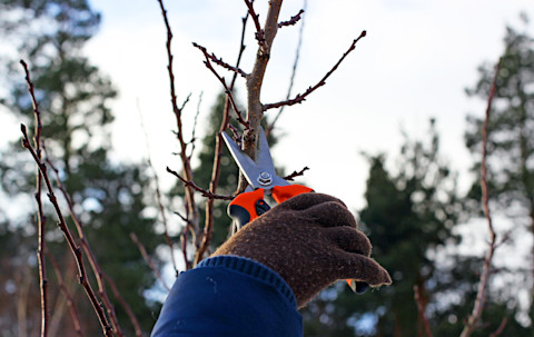 Gloved hand cutting small branch