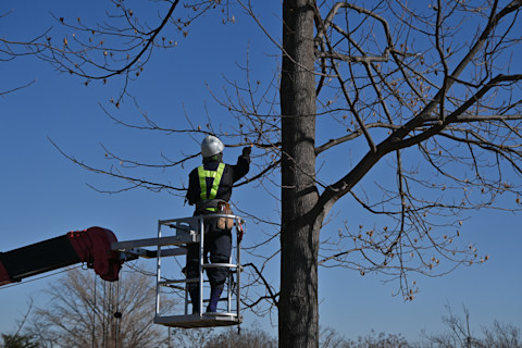 A scene of tree maintenance work in the park. Background material of people working in the park.