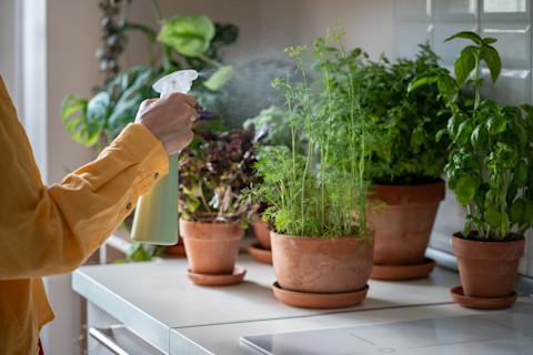 Easy house care plants 4