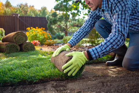 This image shows a gardener wearing gardening gloves rolling out turf on a patch of soil. There are rolls of turf in the background.