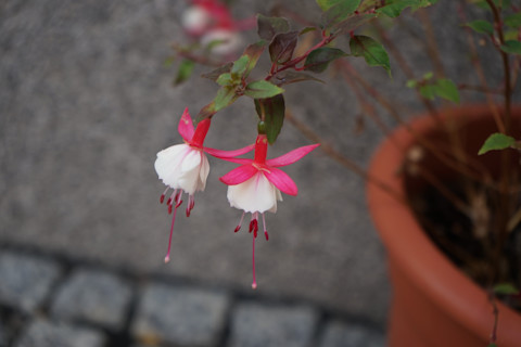 Patio plants 3