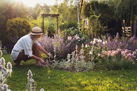 Garden Tips For Summer