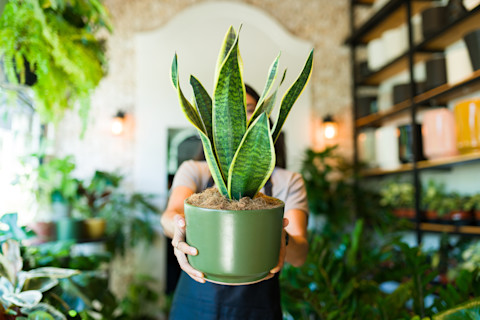Easy house care plants 3