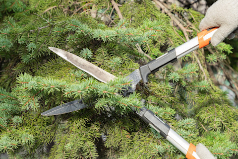 spruce-tree-pruning