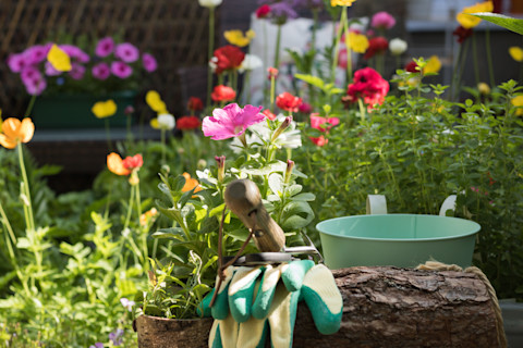 This image shows a view of a vibrant garden bed filled with blooming petunia flowers. There are some gardening gloves and tools in the foreground.