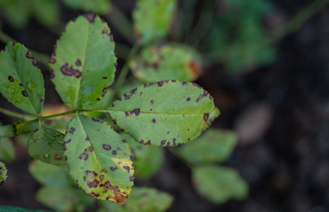 Close up of rose plant leaves with black and brown spots on