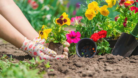 This image shows a gardener planting flowers in a garden bed with a small trowel, wearing gloves and surrounded by blooming plants.