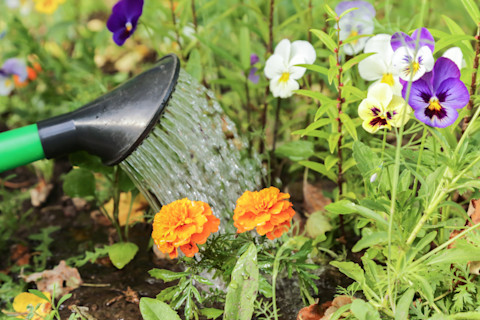 summer-bedding-plants