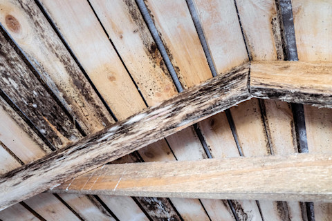 signs of wet rot
