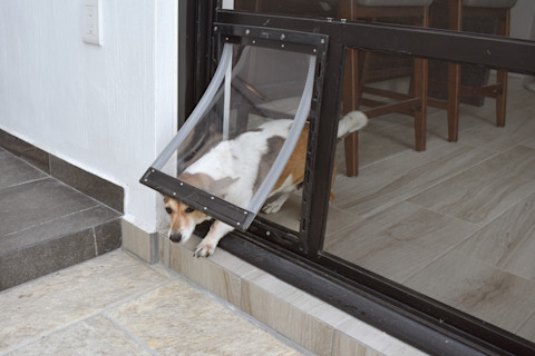 A small dog entering a house through a dog flap.