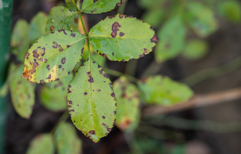 fungai-infected-rose-leaves