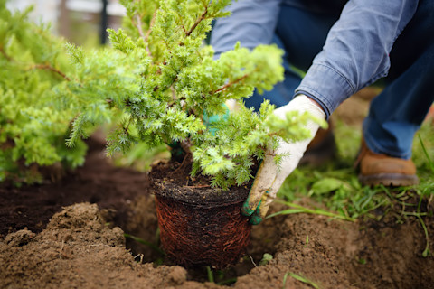 This image shows a gardener wearing gloves planting a juniper shrub in a garden bed during seasonal yard work. A hole has been made for the shrub and soil is in view.
