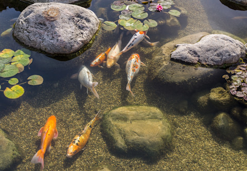 fish pond 3