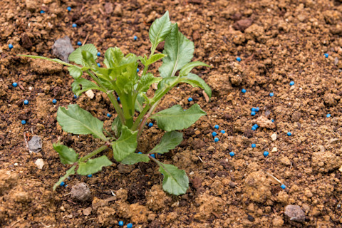slug-damaged-plant