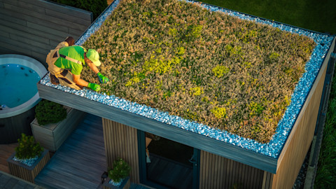 Living green roof being maintained