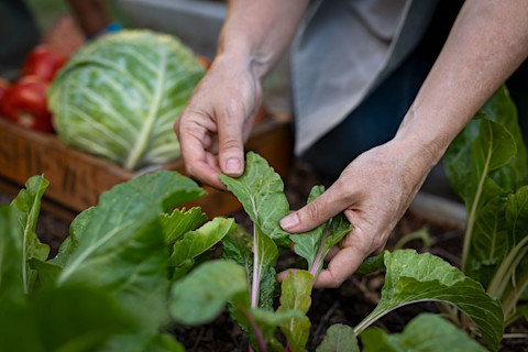 This image shows a close-up of hands inspecting healthy green crop plants in a vegetable garden. 
