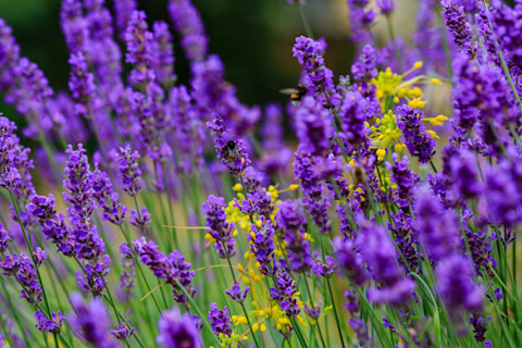 lavender