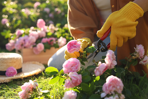 tea-rose-bush-pruning