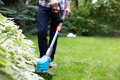 A man uses a blue garden strimmer on the grass edge and bottom of a shrub in a domestic garden