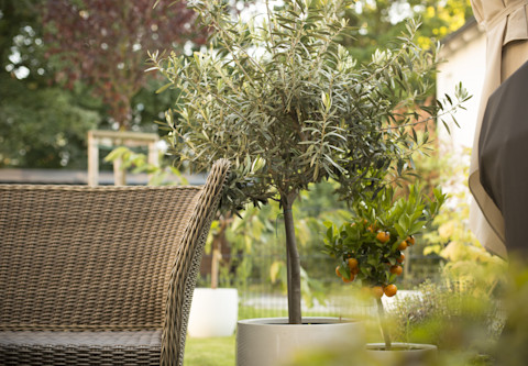 growing trees in pots 3