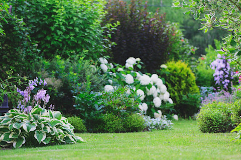 This image shows a lush garden in the summertime with blooming bushes with white and purple flowers.