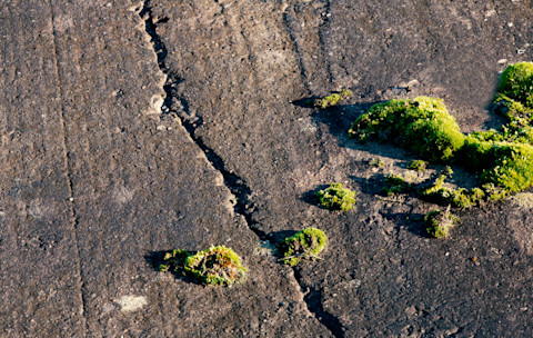 Old dark cracked tarmac with overgrown with green moss natural look high quality photo picture