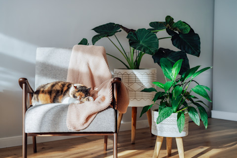 Multicolored cat sleeping peacefully on a retro-style armchair in cozy indoor setting.








