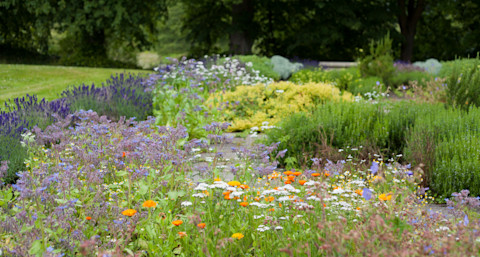 Medicinal herb garden in old English style with old varieties and mixed borders with lavender, rosemary, calendula, borage, oregano, thyme, chamomile and sage.