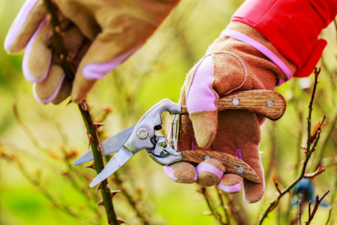 Gardening in April 4