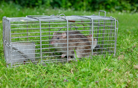Get rid of rats 4