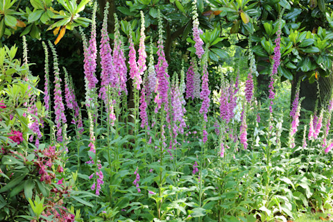 purple-foxgloves