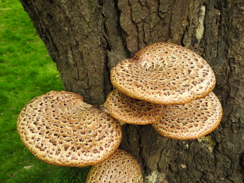 Fungus on tree