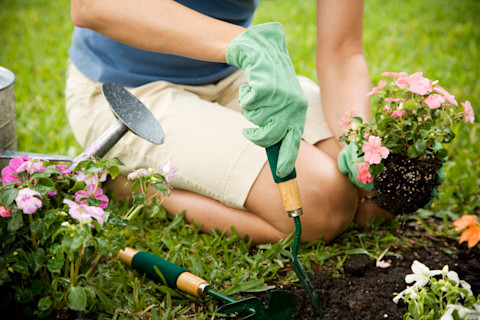 A woman wearing a blue t shirt, white shorts, and green gardening gloves digging a trowel into the dirt of a flower bed. Her other hand is holding a small flower ready to be planted.