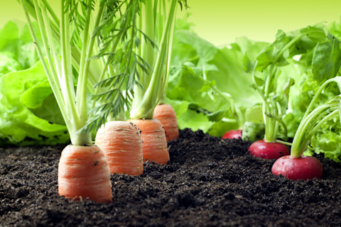 Growing own veg 3