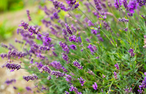 lavender-in-garden